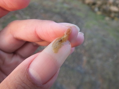 Notoplana