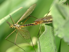 Nephrotoma appendiculata
