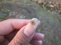 Notoplana