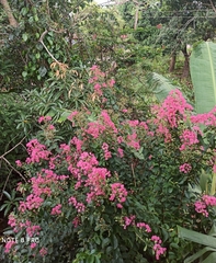 Lagerstroemia