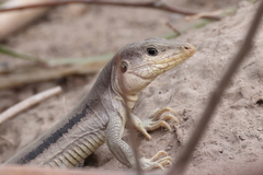 Ameiva