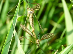 Nephrotoma appendiculata
