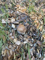 Xerocomellus dryophilus