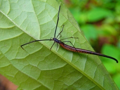 Ariamnes