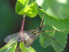 Nephrotoma appendiculata