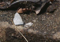 Celastrina lavendularis