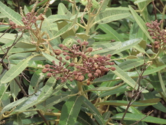 Colicodendron scabridum