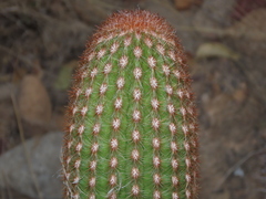 Espostoa mirabilis