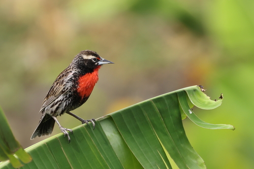 Peruvian Meadowlark (Leistes bellicosus), photo 5
