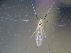 Nephrotoma appendiculata