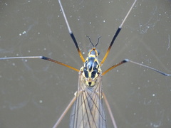 Nephrotoma appendiculata