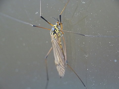 Nephrotoma appendiculata