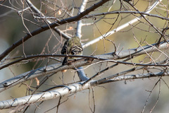 Empidonax