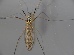 Nephrotoma appendiculata