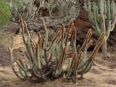 Espostoa mirabilis