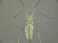 Nephrotoma appendiculata