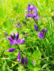 Polygala vulgaris