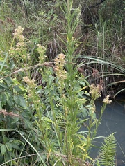 Erigeron sumatrensis