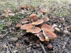 Hypholoma lateritium