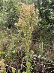 Erigeron sumatrensis