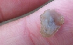 Notoplana
