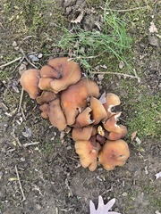 Hypholoma lateritium