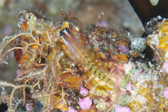 Ecsenius fijiensis