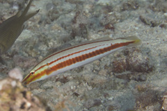 Hologymnosus doliatus