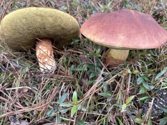 Boletus pseudopinophilus