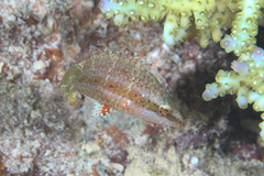 Oxycheilinus digramma