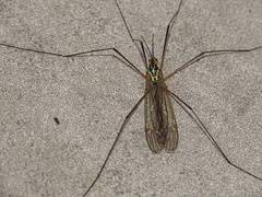 Nephrotoma appendiculata