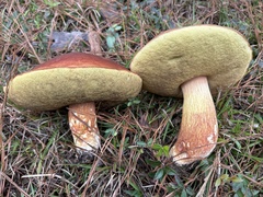 Boletus pseudopinophilus