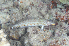 Parapercis clathrata