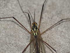 Nephrotoma appendiculata