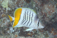 Chaetodon mertensii