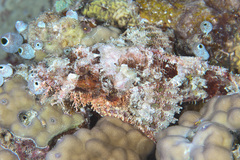 Scorpaenopsis