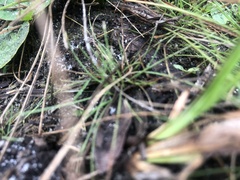 Eleocharis flavescens