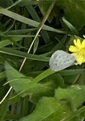 Leptotes cassius