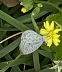 Leptotes cassius