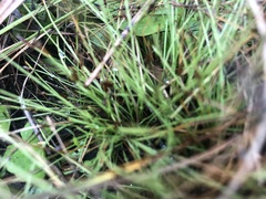 Eleocharis flavescens