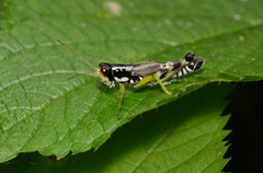 Melanoplus viridipes