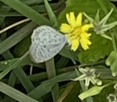 Leptotes cassius