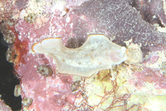Soleichthys