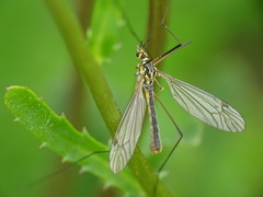 Nephrotoma appendiculata