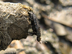 Thanatophilus rugosus