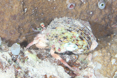 Dardanus gemmatus