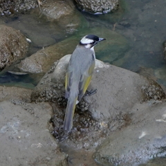 Pycnonotus sinensis formosae