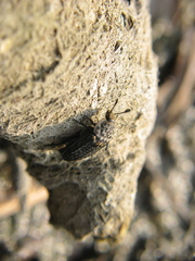 Thanatophilus rugosus