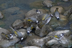 Pycnonotus sinensis formosae