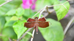 Neurothemis terminata